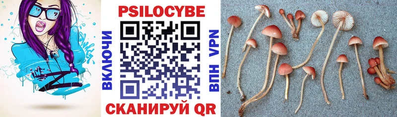 Галлюциногенные грибы Psilocybine cubensis  Ачхой-Мартан 